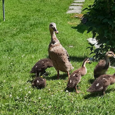 Apartment Rieder Gerlos