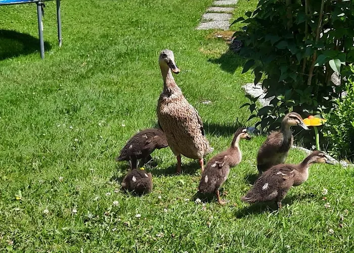 Appartement Rieder Gerlos