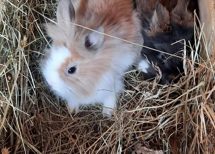 Appartement Rieder *