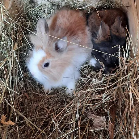 Апартаменти Rieder *